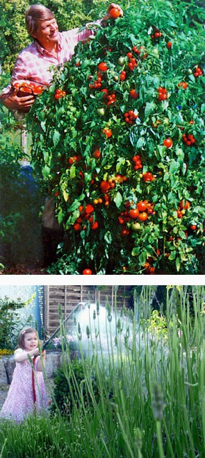 Im Bio-Garten gibt es immer etwas zu tun Im Bio-Garten gibt es immer etwas zu tun